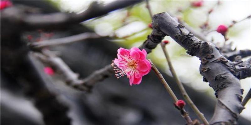 梅花易数的三要十应是什么(杭州赏梅好去处)