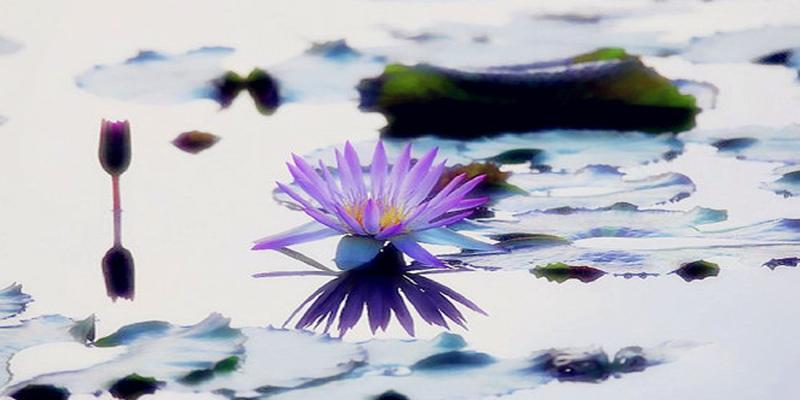 梅花易数雷天大壮变泽天夬(周易预测解读)