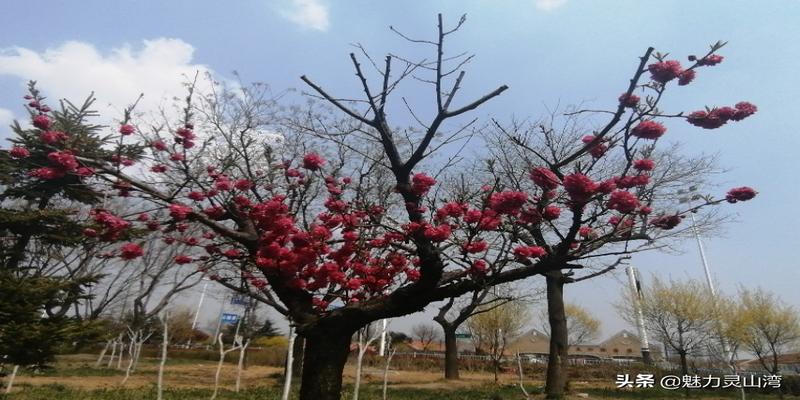 青岛黄岛算卦在哪里(青岛西区还有五块钱的理发你信吗)