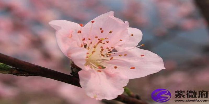 房间桃花运风水布局(怎样增加桃花运男人)