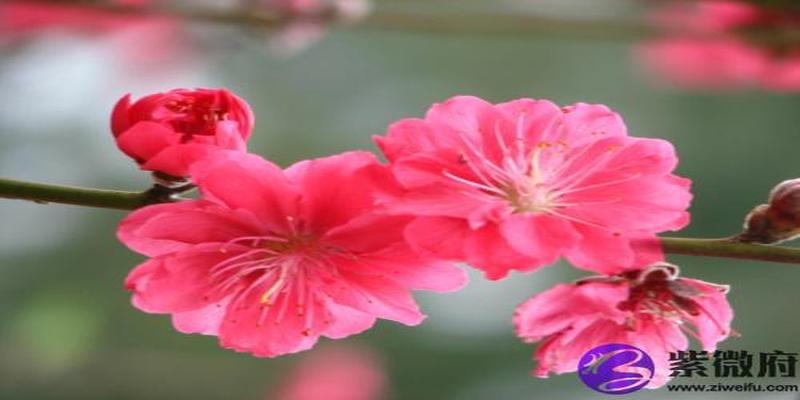 什么是桃花位 2019年桃花位怎么判定