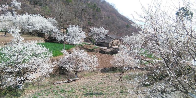 甘肃神秘村庄算卦村(甘肃一个村庄)