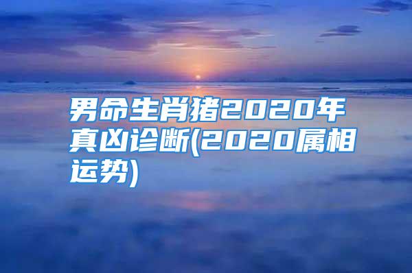 男命生肖猪2020年真凶诊断(2020属相运势)