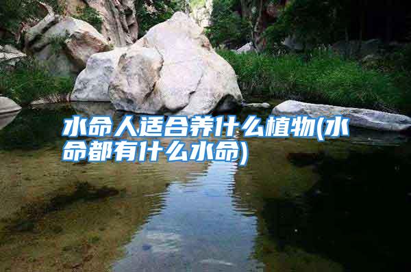 水命人适合养什么植物(水命都有什么水命)