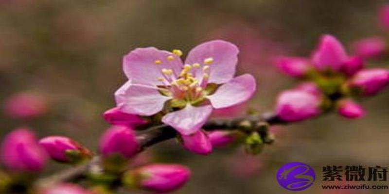 室内桃花位置风水(桃花运风水怎么摆)