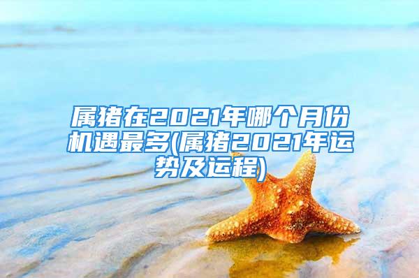 属猪在2021年哪个月份机遇最多(属猪2021年运势及运程)