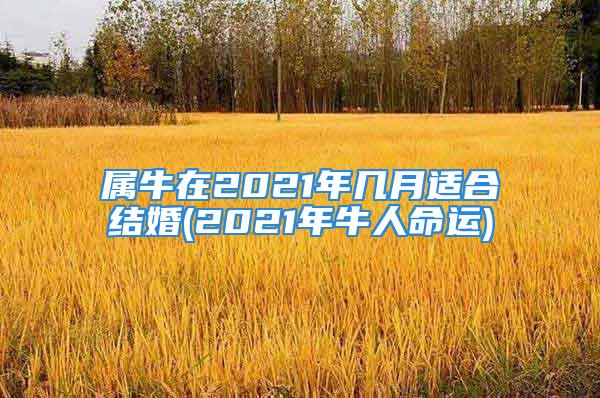 属牛在2021年几月适合结婚(2021年牛人命运)