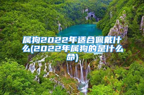 属狗2022年适合佩戴什么(2022年属狗的是什么命)