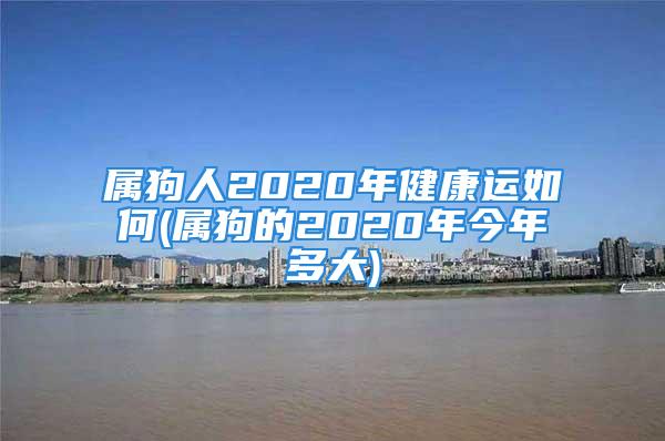 属狗人2020年健康运如何(属狗的2020年今年多大)