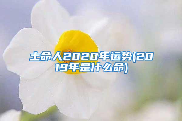 土命人2020年运势(2019年是什么命)