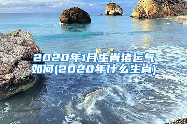 2020年1月生肖猪运气如何(2020年什么生肖)