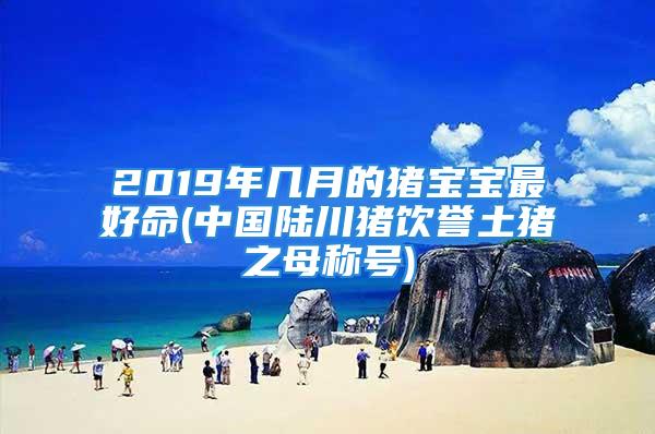 2019年几月的猪宝宝最好命(中国陆川猪饮誉土猪之母称号)