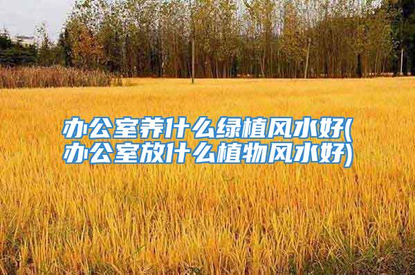 办公室养什么绿植风水好(办公室放什么植物风水好)