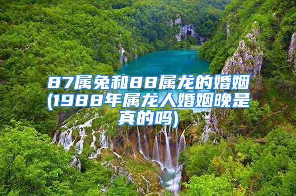 87属兔和88属龙的婚姻(1988年属龙人婚姻晚是真的吗)