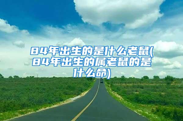 84年出生的是什么老鼠(84年出生的属老鼠的是什么命)