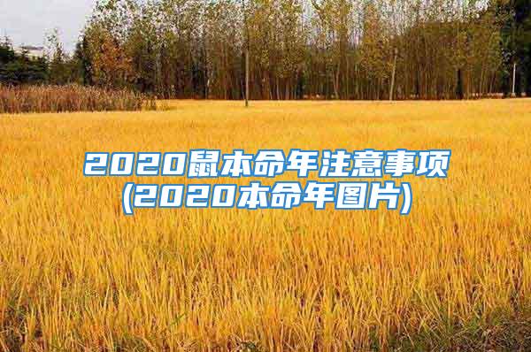 2020鼠本命年注意事项(2020本命年图片)