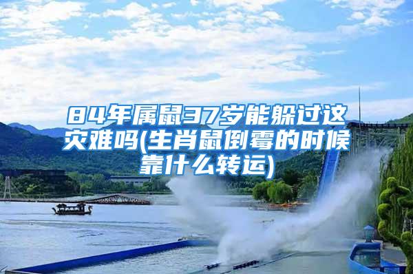 84年属鼠37岁能躲过这灾难吗(生肖鼠倒霉的时候靠什么转运)