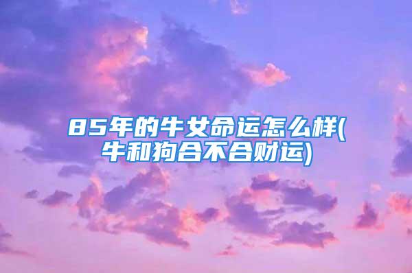 85年的牛女命运怎么样(牛和狗合不合财运)