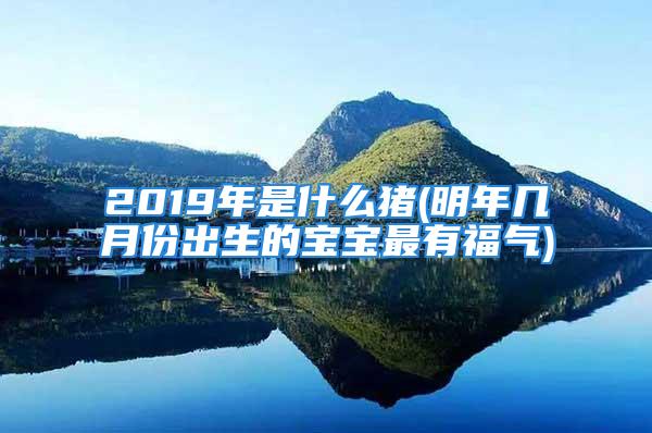 2019年是什么猪(明年几月份出生的宝宝最有福气)