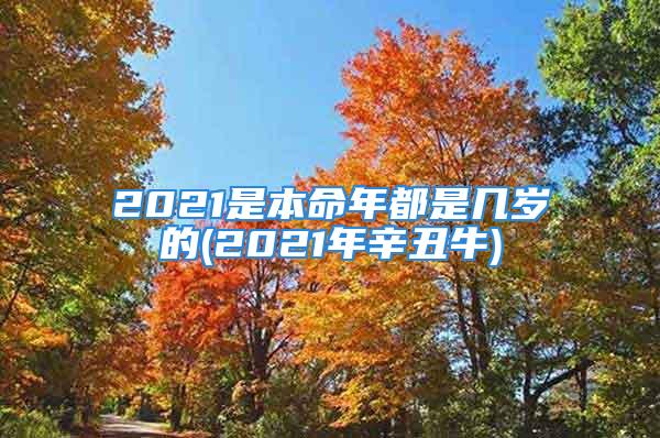 2021是本命年都是几岁的(2021年辛丑牛)