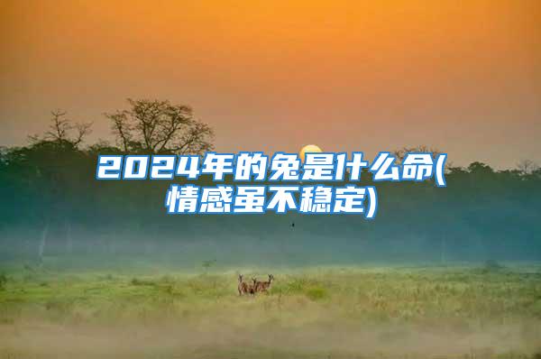 2024年的兔是什么命(情感虽不稳定)