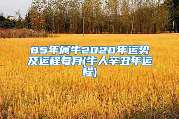 85年属牛2020年运势及运程每月(牛人辛丑年运程)