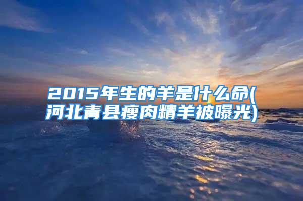 2015年生的羊是什么命(河北青县瘦肉精羊被曝光)