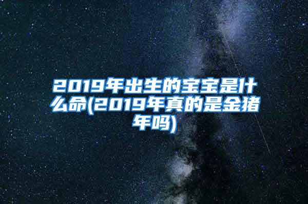 2019年出生的宝宝是什么命(2019年真的是金猪年吗)