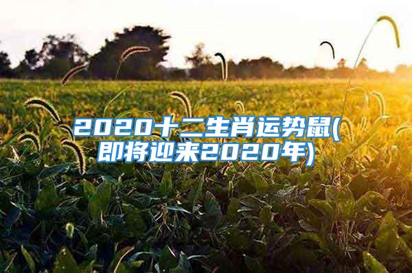 2020十二生肖运势鼠(即将迎来2020年)