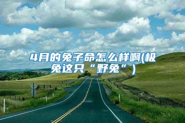 4月的兔子命怎么样啊(极兔这只“野兔”)